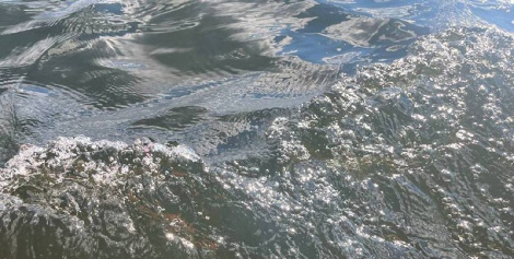 Мінпрыроды абвергла фэйк пра пагаршэнне экалагічнай сітуацыі ў Смалявіцкім вадасховішчы