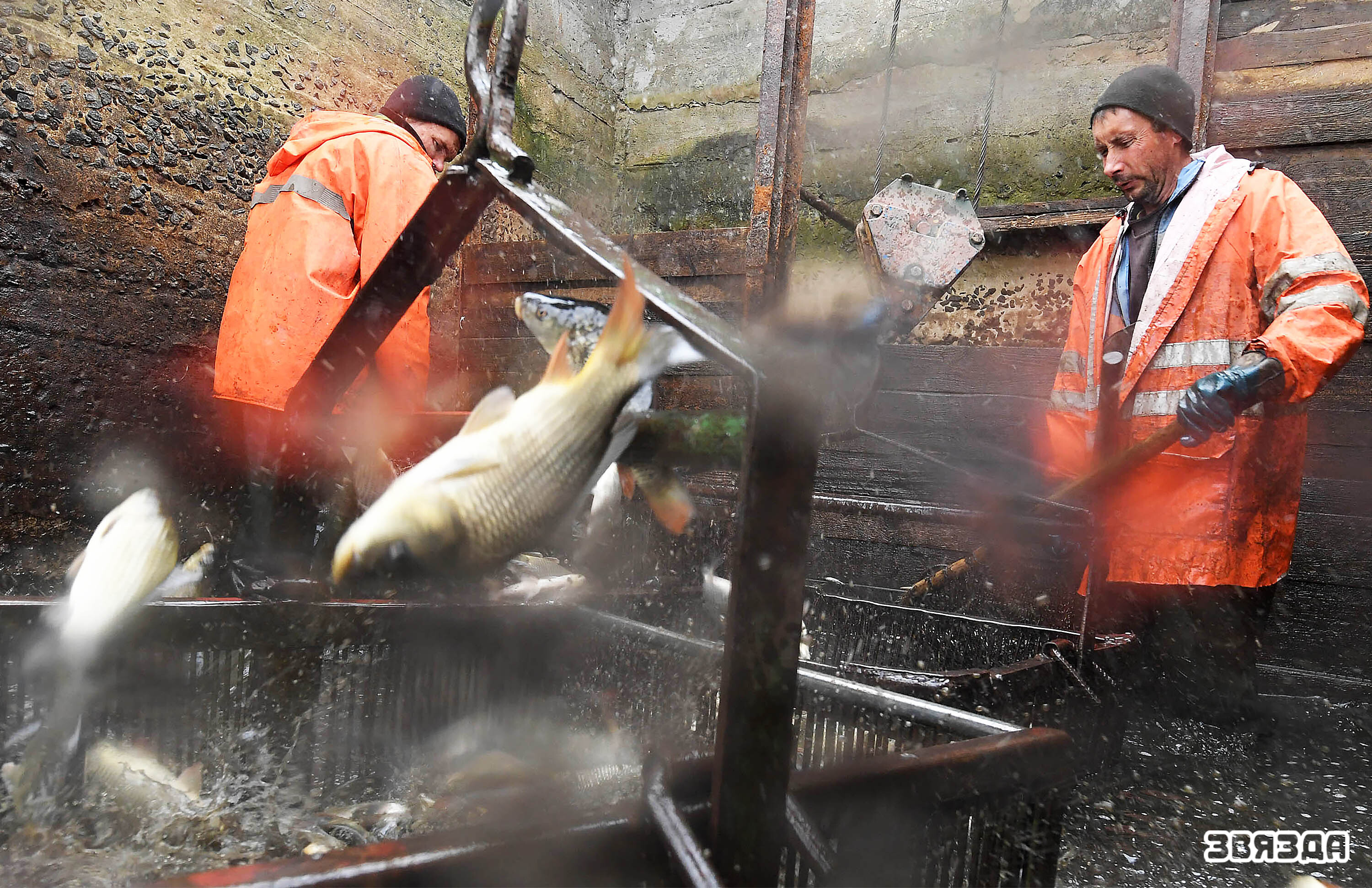 В одном из крупнейших в нашей стране-опытном рыбхозе «Белое» Житковичского района с последних дней сентября начался осенний вылов рыбы