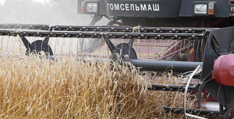 Больш за 11,1 млн т збожжа з улікам рапсу і кукурузы сабралі ў Беларусі