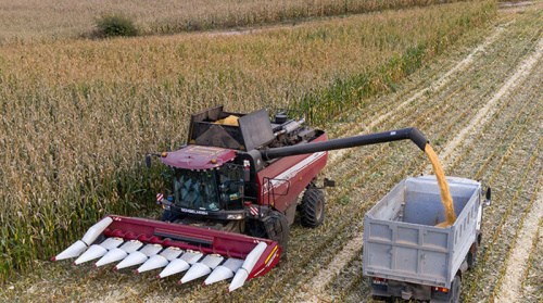 Belarus’ grain harvest near 10.9m tonnes