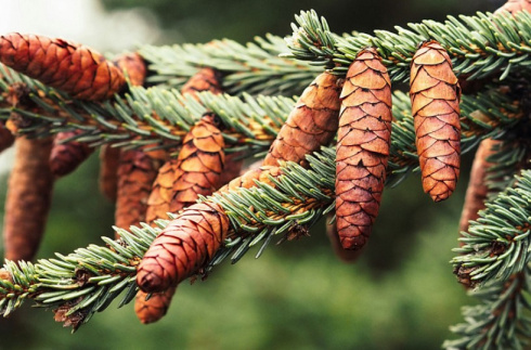 Какие шишки запрещено собирать в лесах Беларуси? 