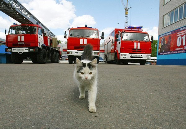 У Салігорску работнікі МНС прыйшлі на дапамогу кату, які саскочыў на казырок пад’езда