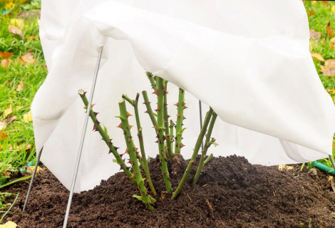 Хаваем расліны на зіму