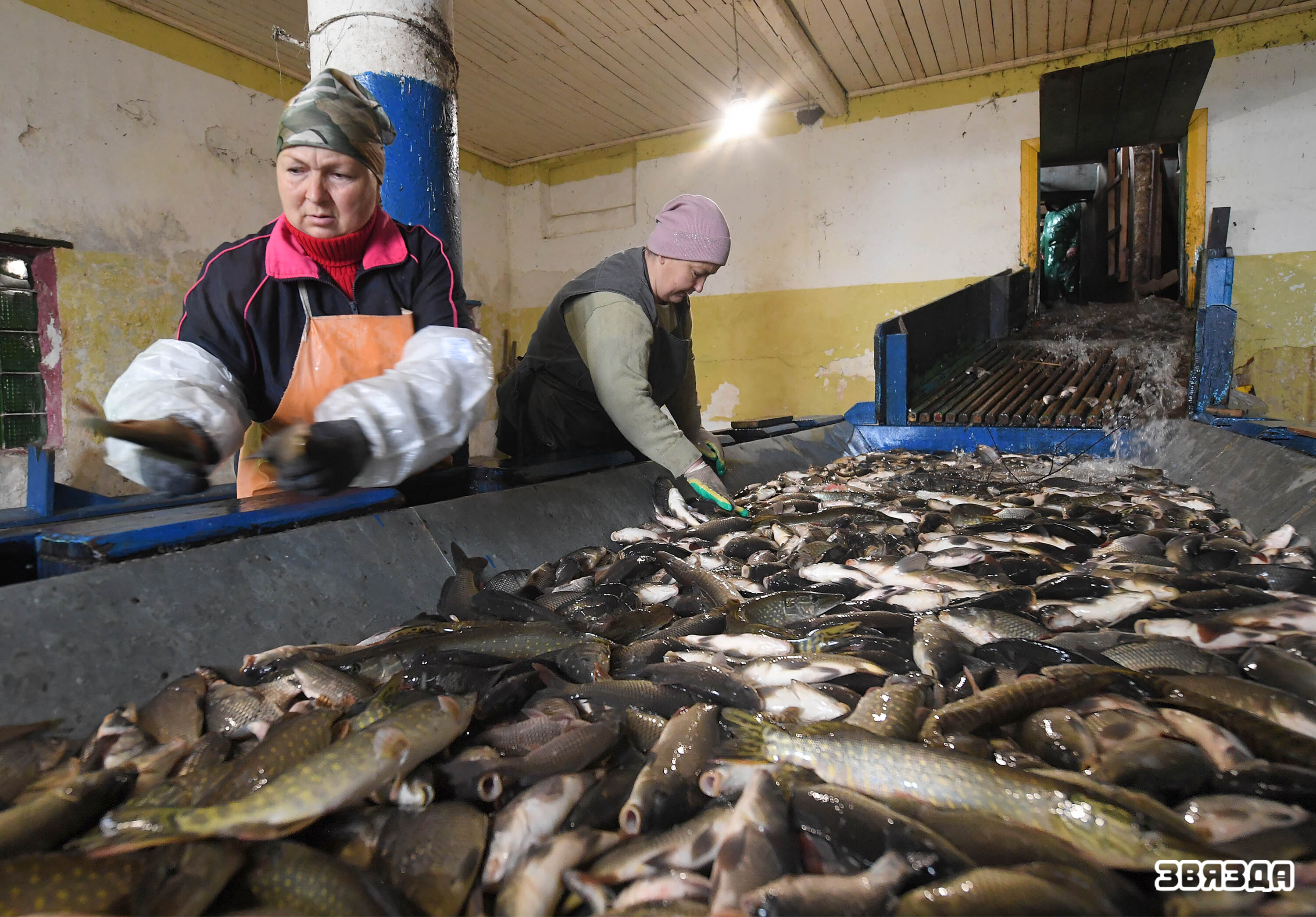 В одном из крупнейших в нашей стране-опытном рыбхозе «Белое» Житковичского района с последних дней сентября начался осенний вылов рыбы