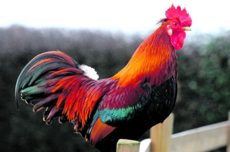 Прапала кароўка? Прападай і вяроўка