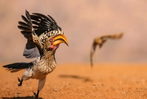 Объявлены финалисты конкурса самых смешных фото дикой природы 2025 года