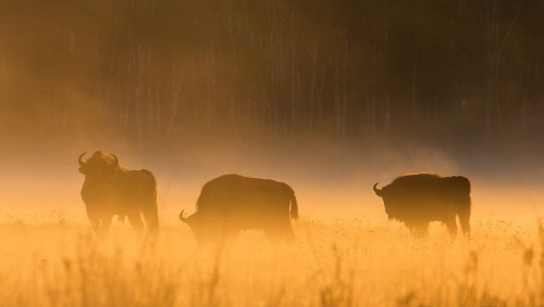 Экофест в Беловежской пуще приглашает на «Грибные выходные»