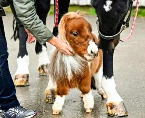 Конь Пумукель попал в Книгу рекордов Гиннесса