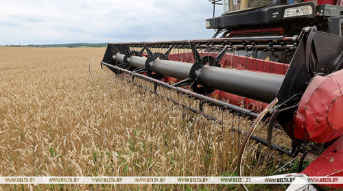 Belarus’ grain harvest approches 9.4m tonnes