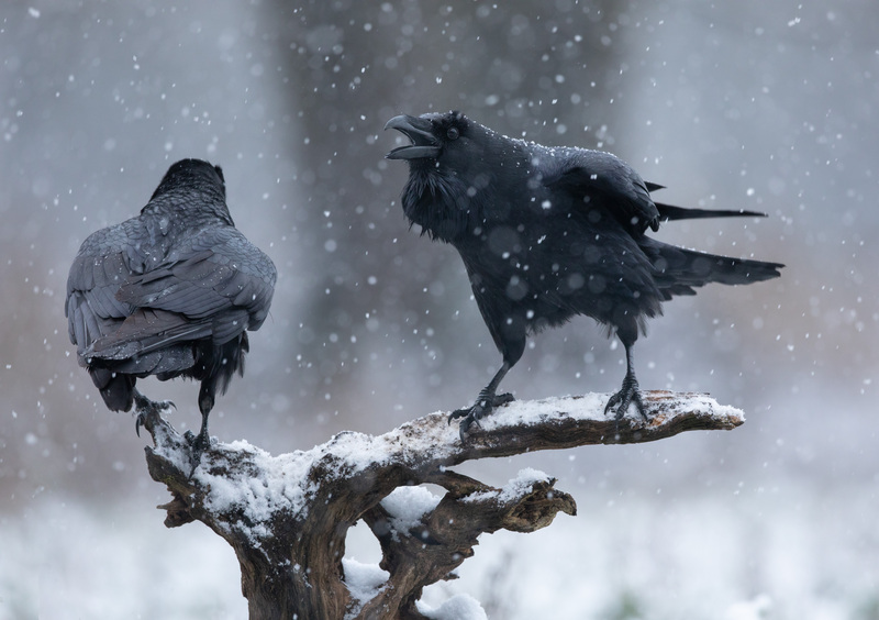 Дзікая прырода Беларусі стала крыніцай натхнення для фотамайстра