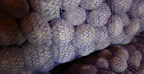 Забяспечаны з запасам. Які ўраджай бульбы сабралі ў Беларусі