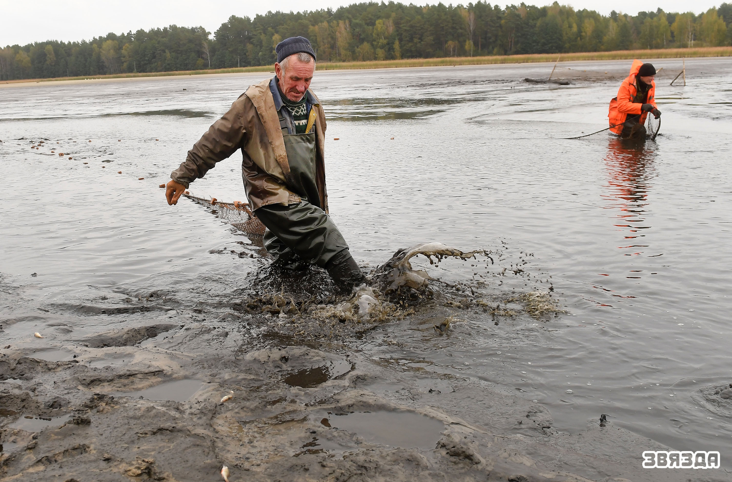 В одном из крупнейших в нашей стране-опытном рыбхозе «Белое» Житковичского района с последних дней сентября начался осенний вылов рыбы