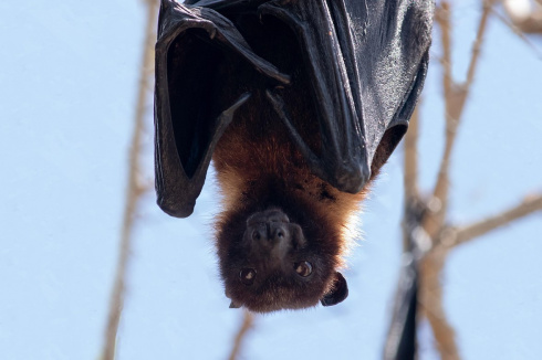 Десятки летучих мышей засняли в Бресте возле многоэтажки. Что случилось? 