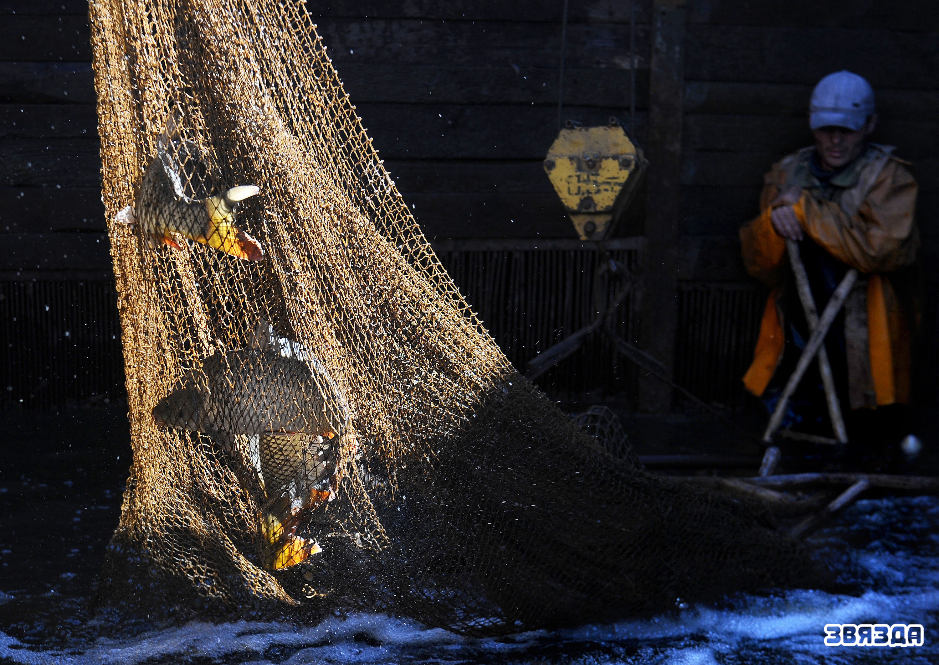 В одном из крупнейших в нашей стране-опытном рыбхозе «Белое» Житковичского района с последних дней сентября начался осенний вылов рыбы