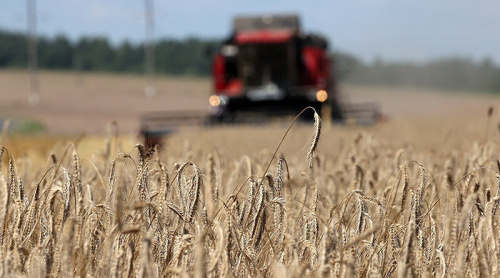 Belarus’ grain harvest reaches 10m tonnes