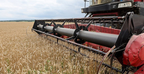 Более 9,7 млн тонн зерна с рапсом и кукурузой намолочено в Беларуси