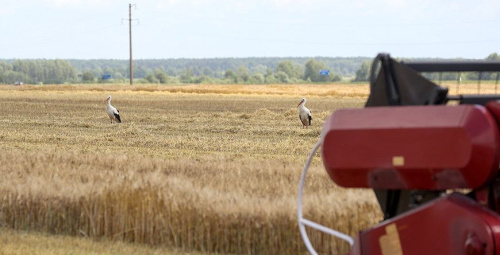 У Беларусі намалацілі больш за 96 тыс. тон азімага ячменю