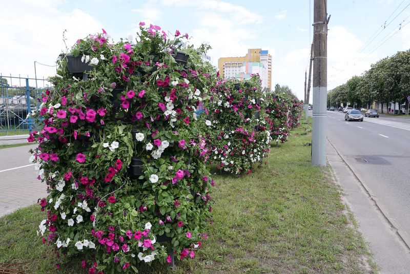 Gomel launches flower planting initiative