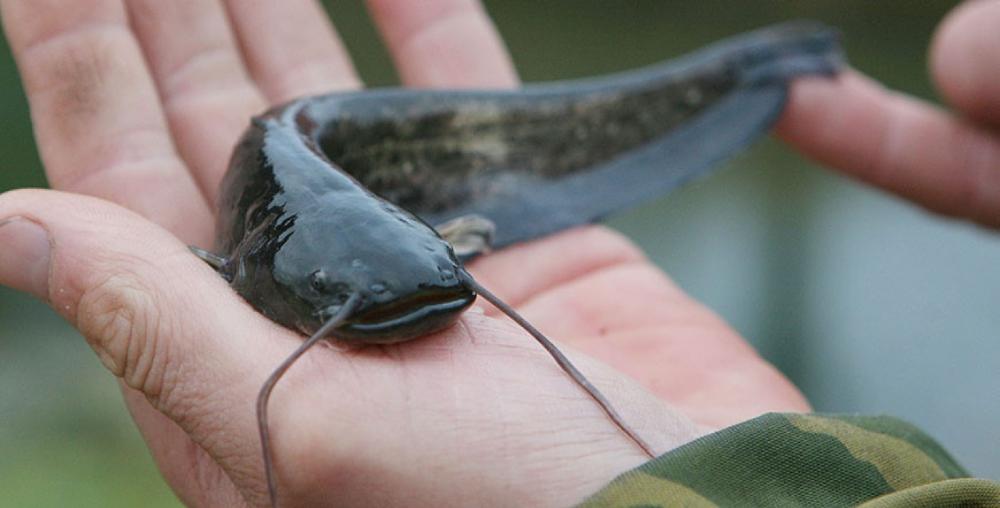 На перыяд нерасту. Вылаў сома забаронены ў Беларусі