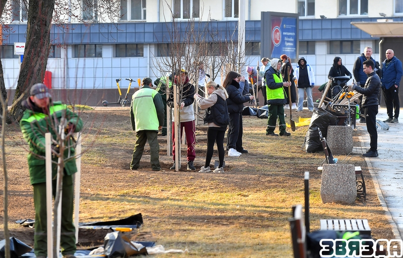 Маладыя парламентарыі сталіцы высадзілі алею дрэў у гонар 80-годдзя Вялікай Перамогі