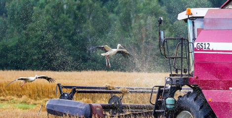 Аграрыі Беларусі намалацілі амаль 8,9 млн тон збожжа