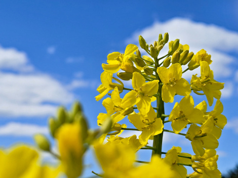 Прэм’ера рубрыкі: Услед за Першым. Беларуская РАПСодыя