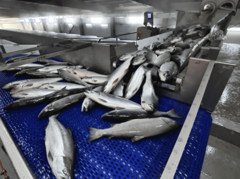 У мінскім прамысловым вузле «Калядзічы» адкрыўся сучасны рыбаперапрацоўчы завод