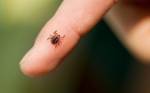 20 детей среди пострадавших в Минской области: клещи остаются активными даже в сентябре