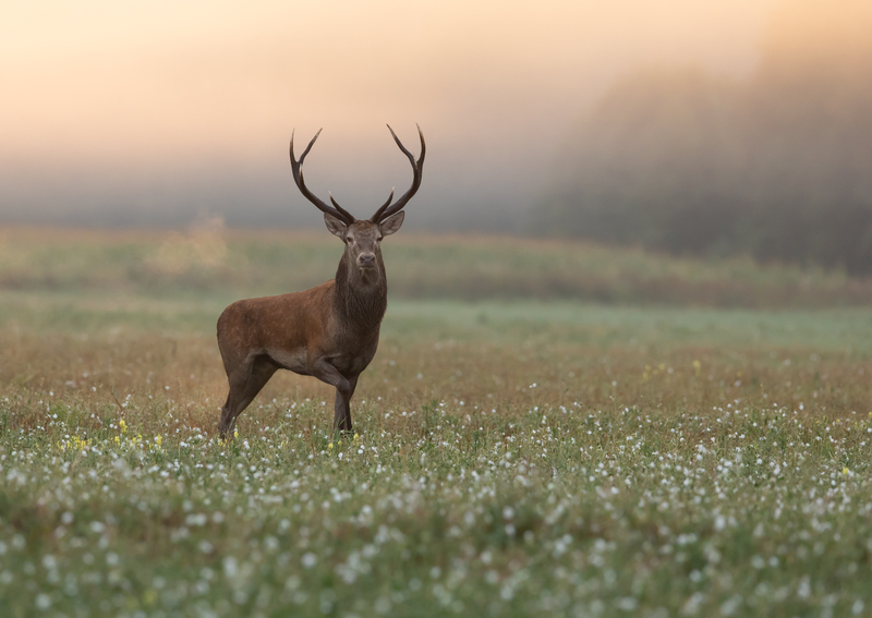 Дзікая прырода Беларусі стала крыніцай натхнення для фотамайстра