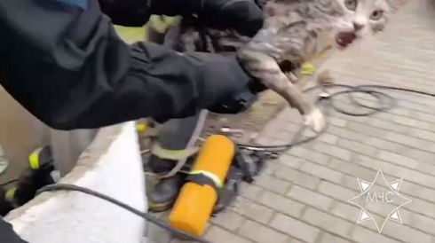 В Солигорском районе спасли кота из колодца