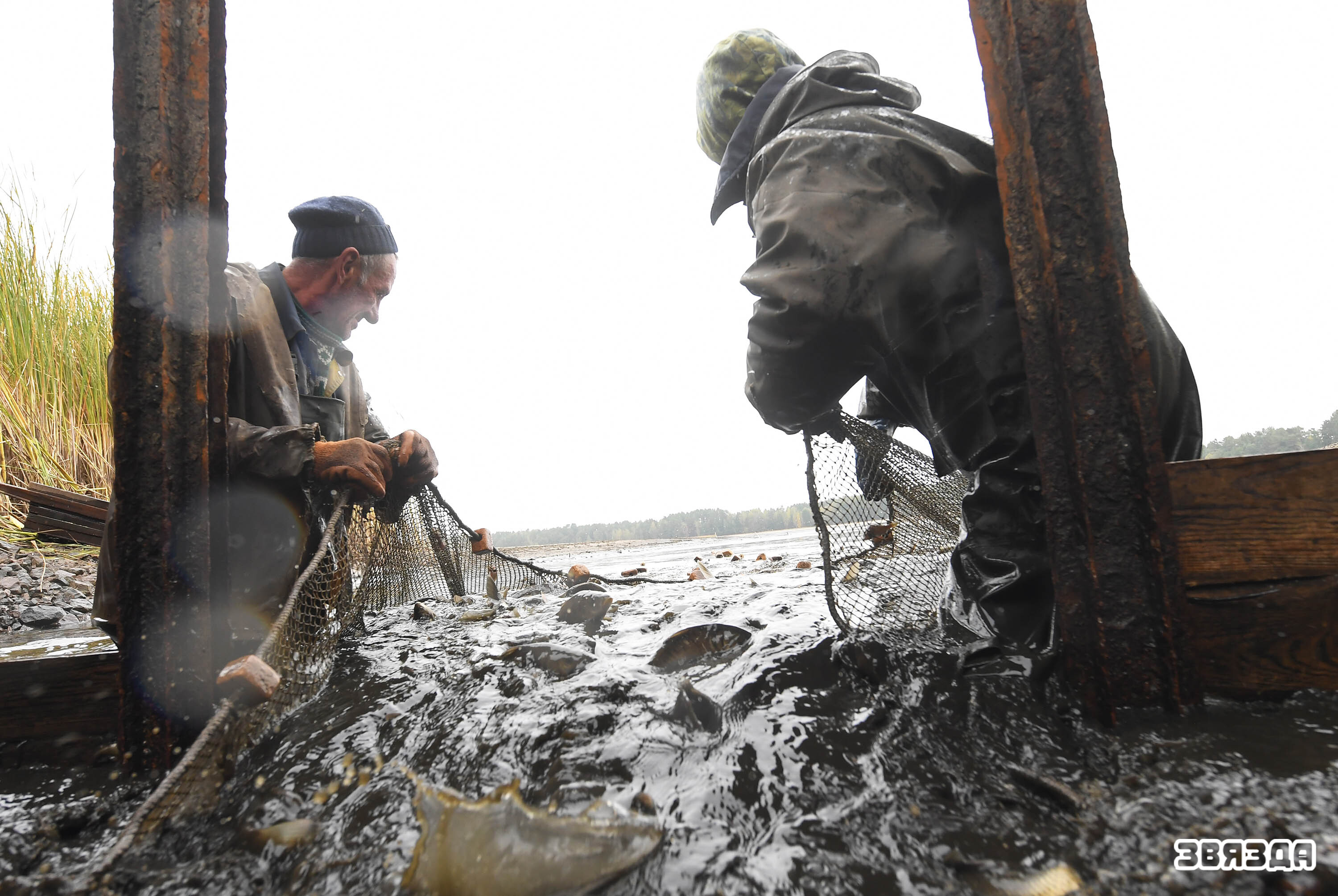 В одном из крупнейших в нашей стране-опытном рыбхозе «Белое» Житковичского района с последних дней сентября начался осенний вылов рыбы