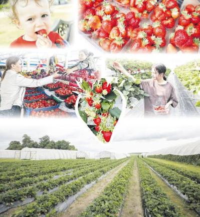 Клубника на рынках Беларуси: какие купить и сколько стоят?