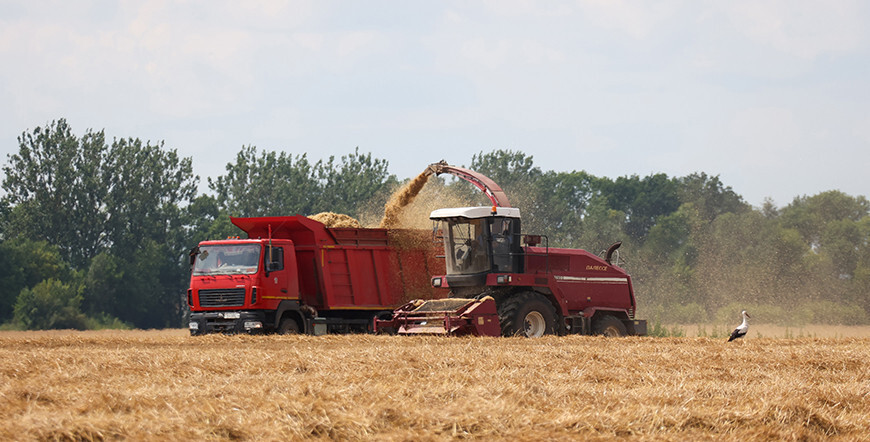У Беларусі ўбрана амаль 80 працэнтаў азімага ячменю