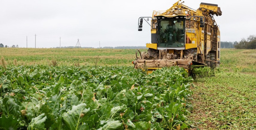 Более 50% площадей сахарной свеклы убрано в Беларуси
