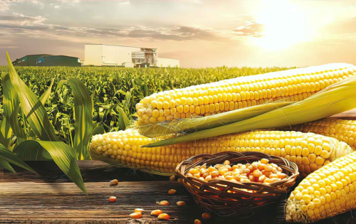 У Расіі распрацавалі тэхналогію вырошчвання кукурузы ў засуху