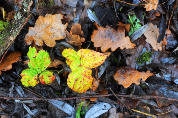 Магутныя дубы