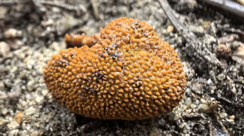 Ученые обнаружили новый для Беловежской пущи вид гриба