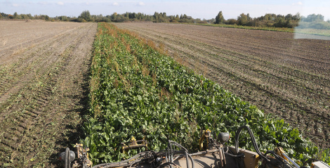 Звыш 3 млн тон цукровых буракоў накапана ў Беларусі