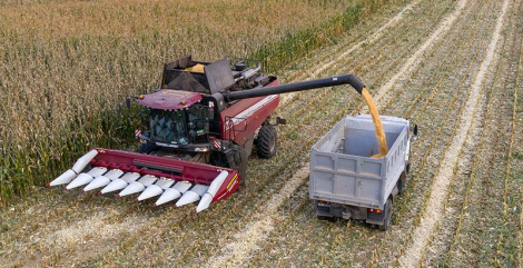 У Беларусі намалацілі 10,8 млн тон збожжа з улікам рапсу і кукурузы