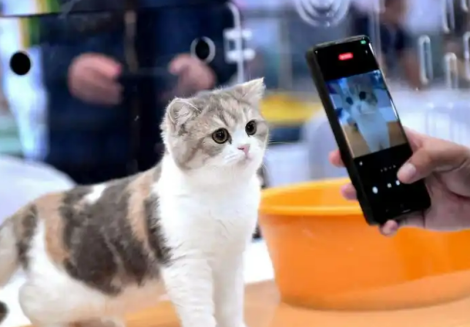 Рынак хатніх гадаванцаў у Кітаі дэманструе вялізны патэнцыял росту