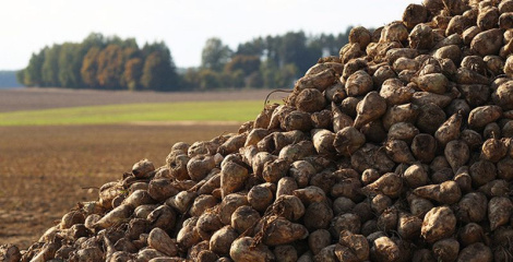 У Беларусі завяршылася ўборка цукровых буракоў