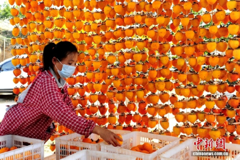 У правінцыі Шэньсі развіваецца кітайскі цэнтр вытворчасці хурмы
