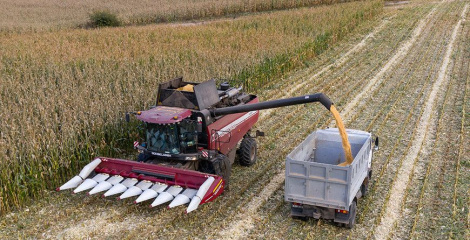 Звыш 10,1 млн тон збожжа з рапсам і кукурузай намалацілі ў Беларусі