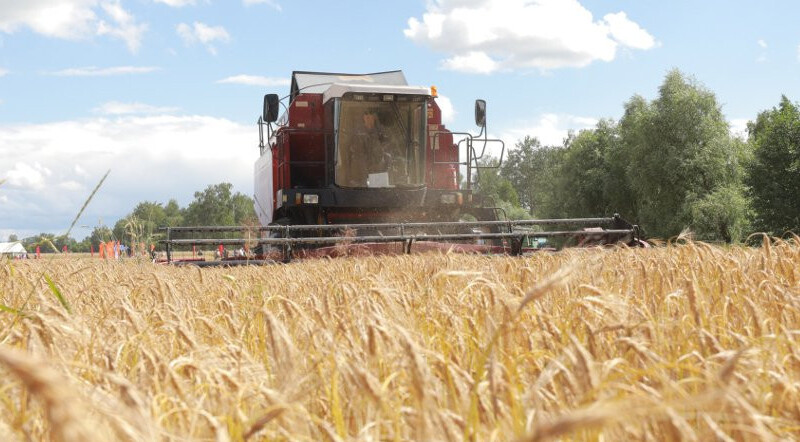 Belarus keeps grain harvest forecast for 2025 at 11m tonnes
