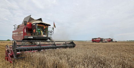 Беларускія аграрыі намалацілі больш за 7,6 млн тон збожжа