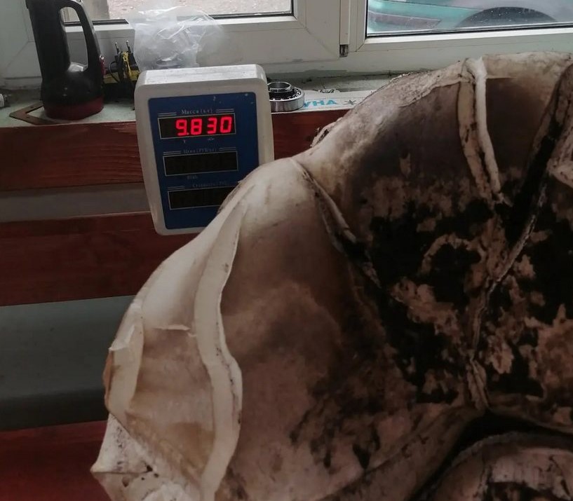 Под Бобруйском нашли гриб весом почти в 10 кг — он съедобный