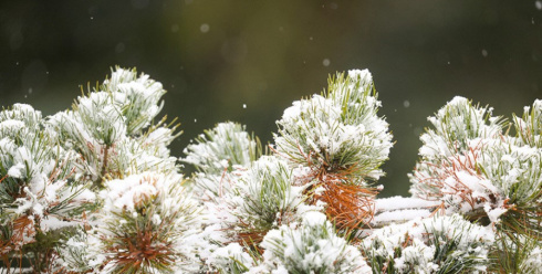 Кратковременный снег и до −12°С прогнозируется в Беларуси 23 декабря