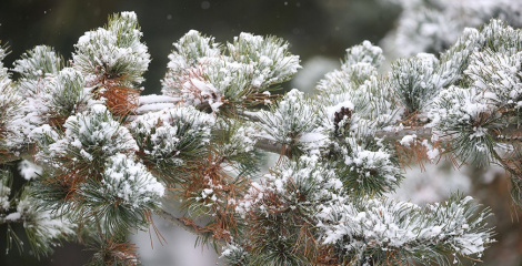 Моцны снег чакаецца па поўначы Беларусі ў ноч на 24 лістапада