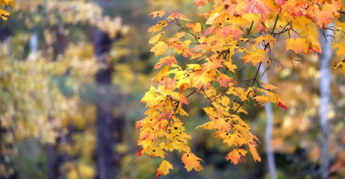 Кратковременные дожди, местами заморозки. Какой будет погода в Беларуси 15 октября