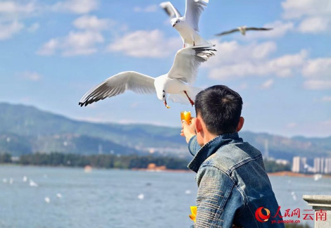 У кітайскай правінцыі Юньнань настаў найлепшы сезон назірання за азёрнымі чайкамі